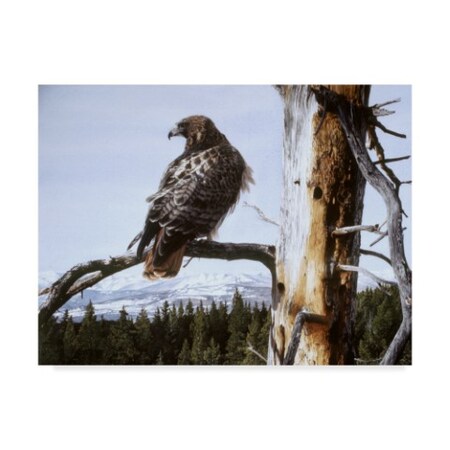 絵画 flk041125 Trademark Fine Art Ron Parker 'Red Tailed Hawk' Canvas Art, 35x47